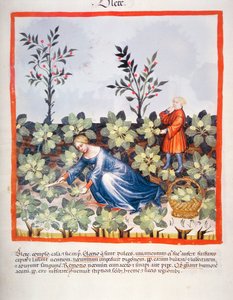 Nova 2644 fol.27r Récolte de feuilles chinoises, du Tacuinum Sanitatis - Italian School
